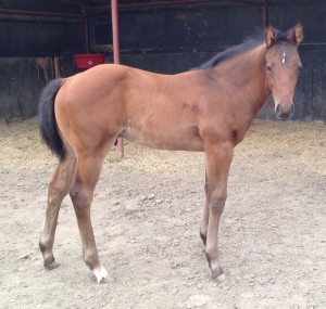 Tres Seis X Six Fols Dash weanling