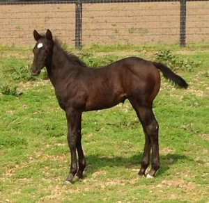 Tac It Like A Man X Kiss This Bye Bye weanling