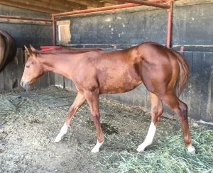 Slick By Design Weanling pic 1