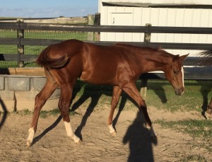 Slick By Design Weanling pic 2