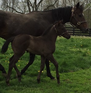 Bodacious Dash 2016 weanling pic 4