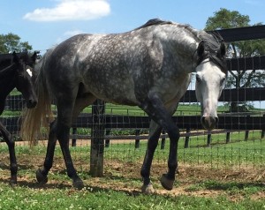 Miss Inseprable pasture pic