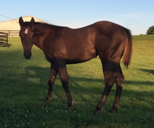 Tempting Dash 2016 weanling pic 4